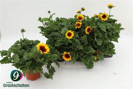 <h4>Helianthus annuus Sunbelievable Brown Eyed Girl</h4>