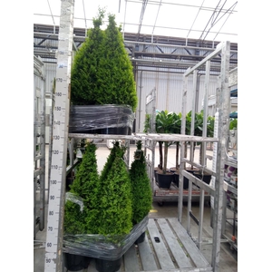 Buxus semp. 'Pyramidalis'