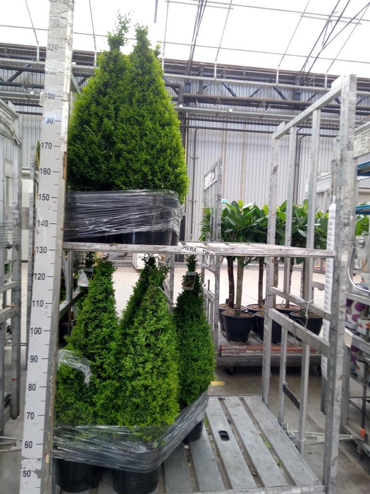 <h4>Buxus semp. 'Pyramidalis'</h4>