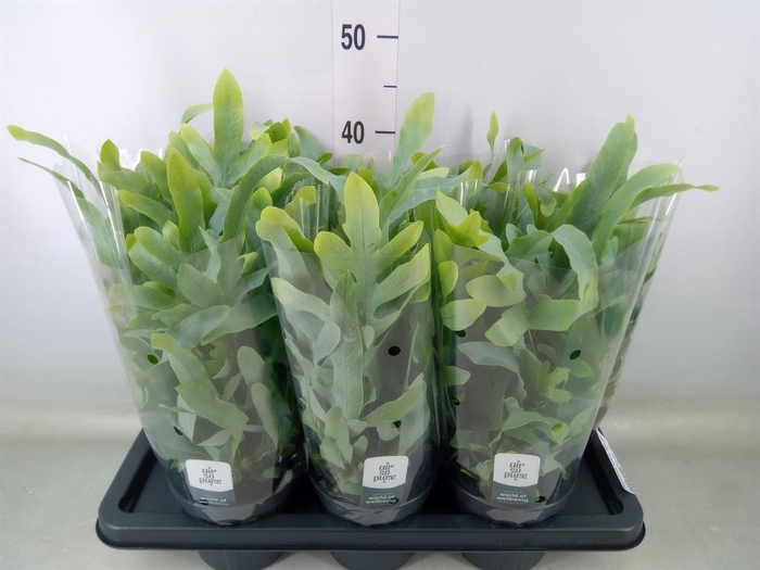 <h4>Phlebodium aureum 'Blue Star'</h4>