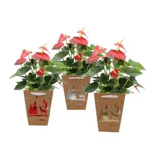 Anthurium Esudo in Joly Christmas bag