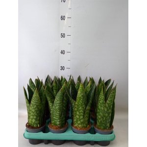 Sansevieria   ...