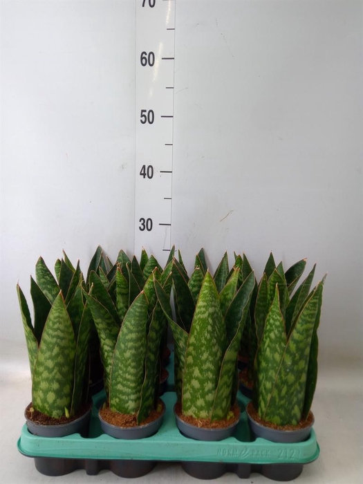 <h4>Sansevieria   ...</h4>