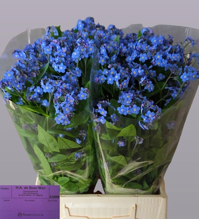 <h4>MYOS AL BLUE MEMORY</h4>