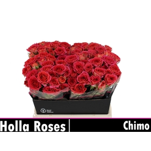 Rosa spray chimo