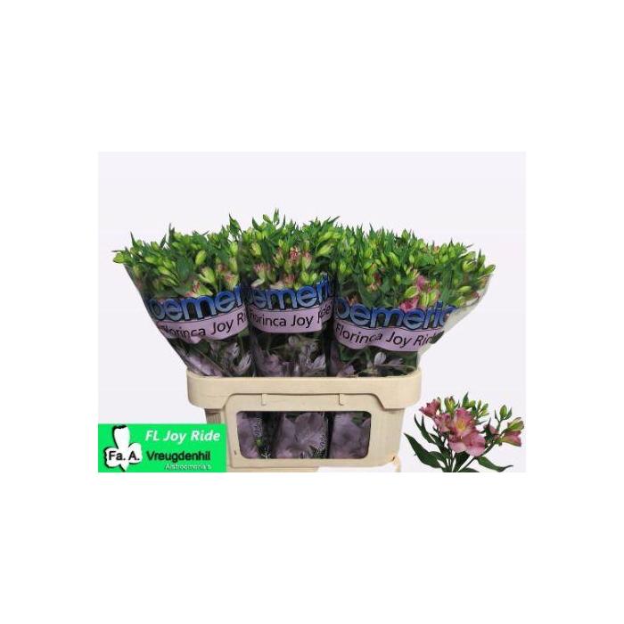 <h4>Alst Fl Joy Ride</h4>