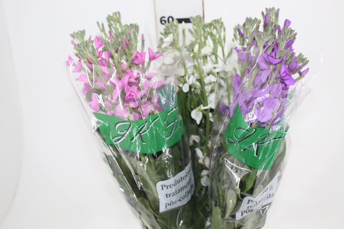 <h4>GOIVO SIMPLES VARIADO 60 CM</h4>
