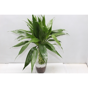 BAMBU TORCIDO ACRILICO