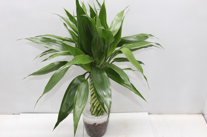 <h4>BAMBU TORCIDO ACRILICO</h4>