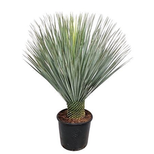 Yucca Rostrata
