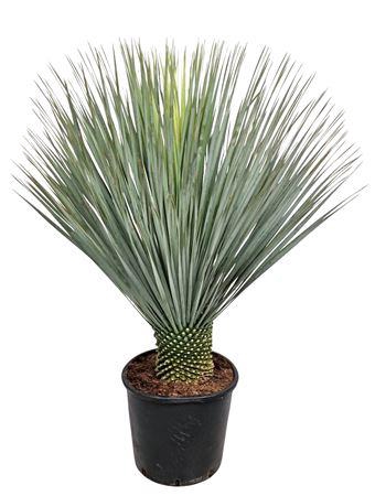 <h4>Yucca Rostrata</h4>