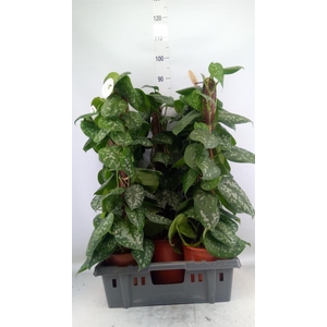 Scindapsus pictus 'Trebie'