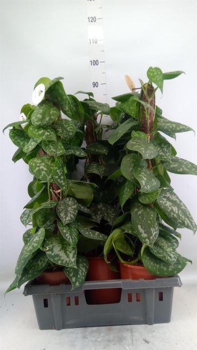 <h4>Scindapsus pictus 'Trebie'</h4>