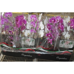 PHALAENOPSIS CASCATA P15 MIN 8 FLS