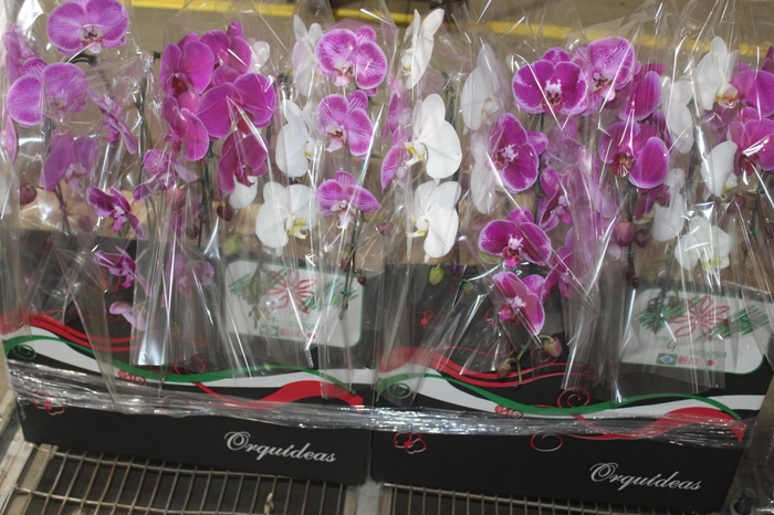 <h4>PHALAENOPSIS CASCATA P15 MIN 8 FLS</h4>