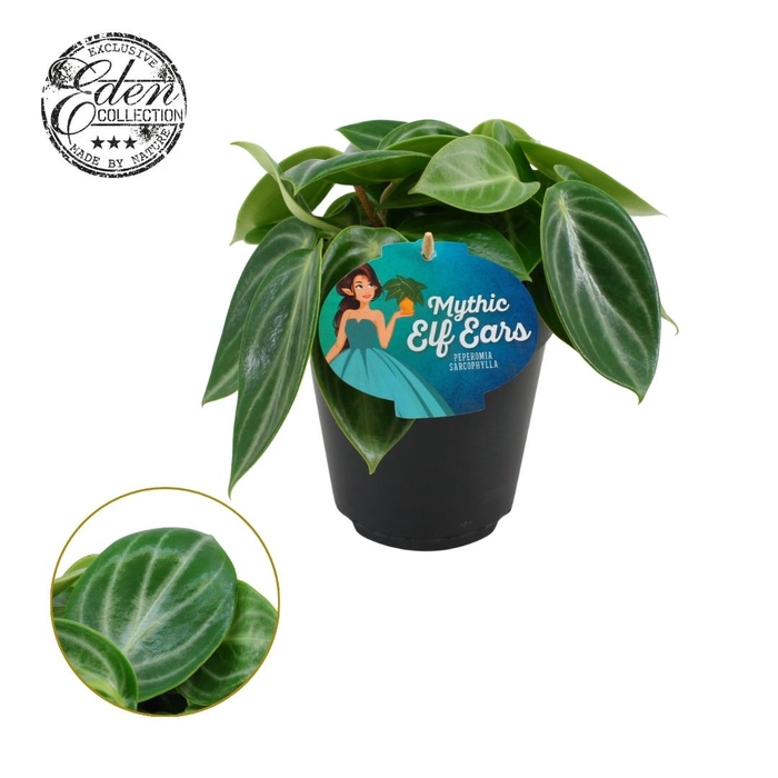 <h4>Peperomia Sarcophylla 15cm</h4>