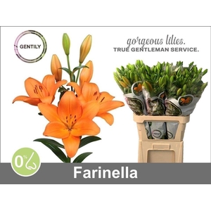 Li La Farinella
