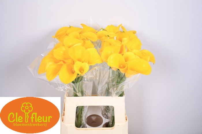 <h4>ZANT FLOREX GOLD</h4>