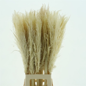 Corta Dried Bleached White