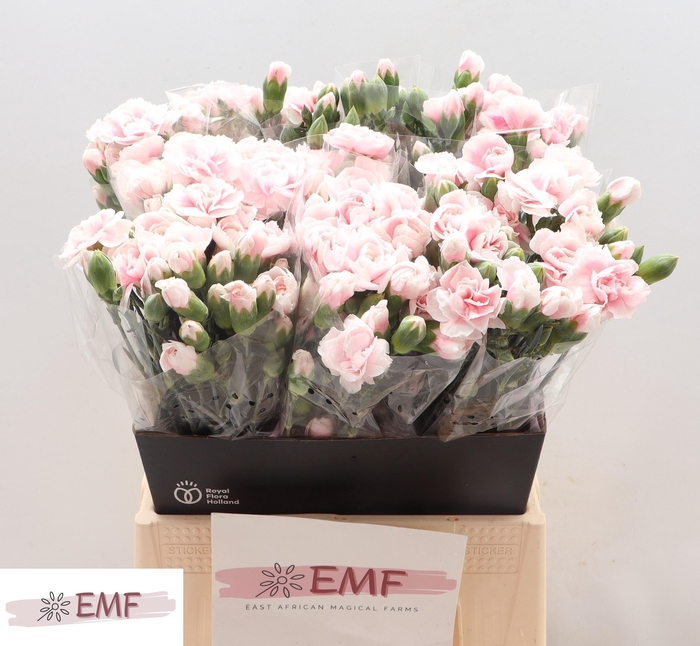 <h4>Di Tr Cosmopink</h4>