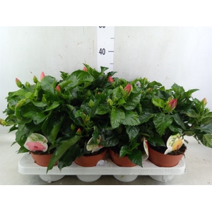 Hibiscus rosa-sin. 'Sunny'  ..mix
