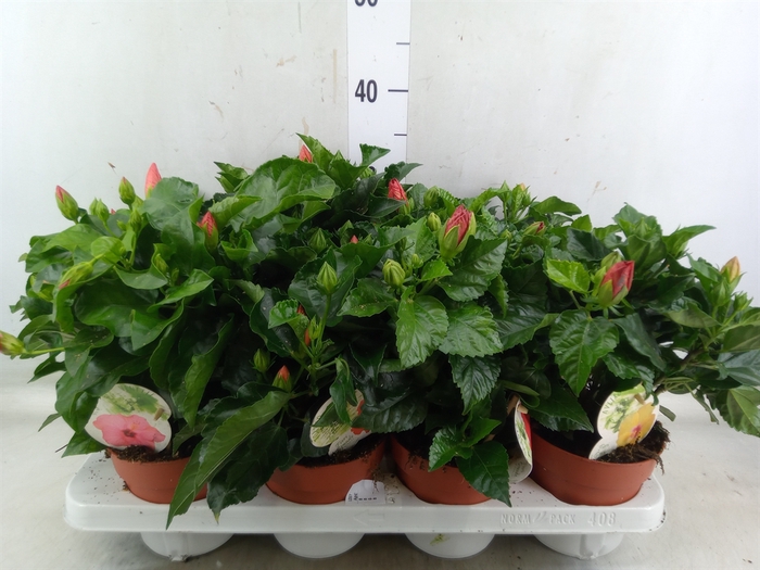 <h4>Hibiscus rosa-sin. 'Sunny'  ..mix</h4>