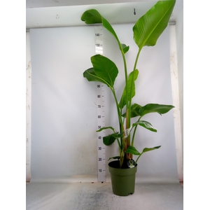 Strelitzia nicolai