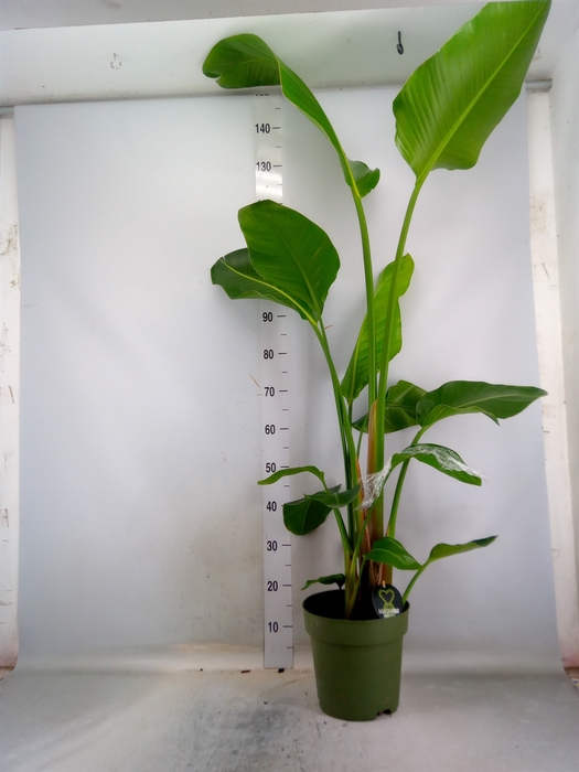 <h4>Strelitzia nicolai</h4>