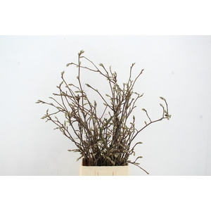 MAGNOLIA 100CM PER STEM GRILLIG