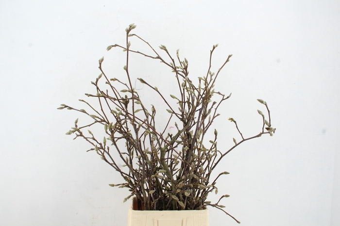 <h4>MAGNOLIA 100CM PER STEM GRILLIG</h4>