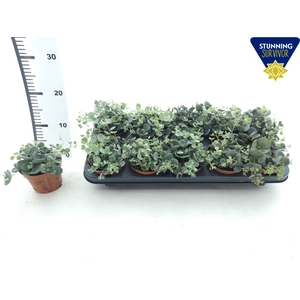 SEDUM SIEBOLDII