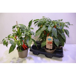 arr8 Peper Hot Chili Red