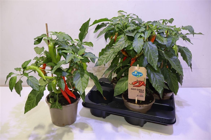 <h4>arr8 Peper Hot Chili Red</h4>