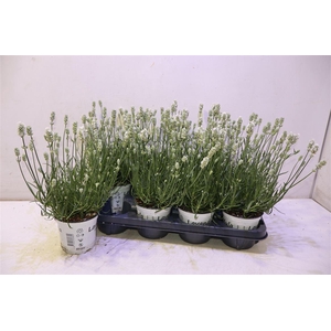 Lavan An Aroma White