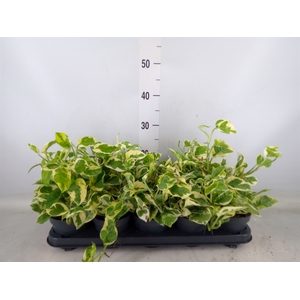 Epipremnum pinn. 'NJoy'