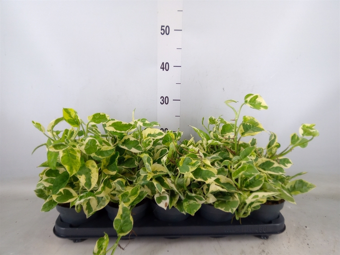 <h4>Epipremnum pinn. 'NJoy'</h4>