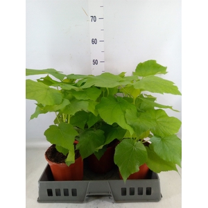 Sparrmannia africana