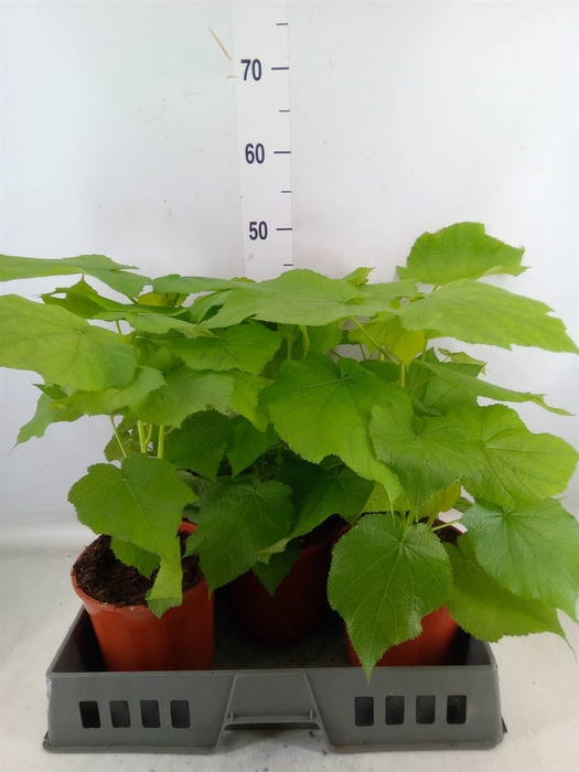 <h4>Sparrmannia africana</h4>