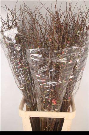 <h4>Chaenomeles Superba</h4>