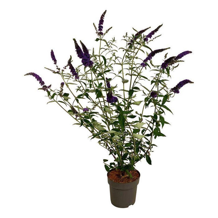 <h4>Buddleja dav. 'Empire Blue'</h4>