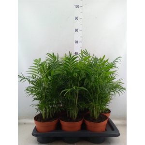 Chamaedorea elegans