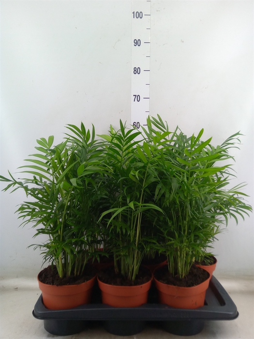 <h4>Chamaedorea elegans</h4>