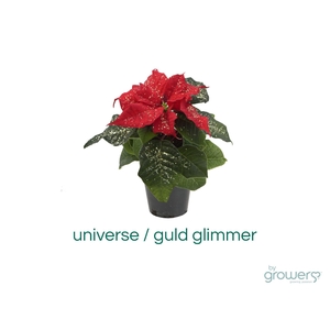 EUPHORBIA PULCHERRIMA  MINI p6 rood goud hoes