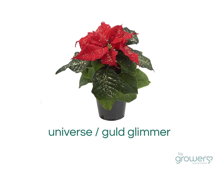 <h4>EUPHORBIA PULCHERRIMA  MINI p6 rood goud hoes</h4>
