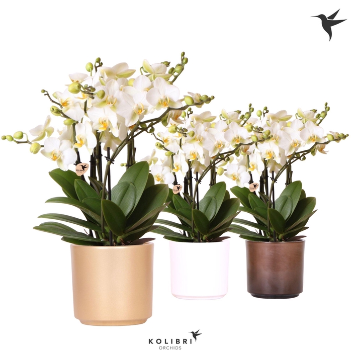 <h4>Kolibri Orchids Phalaenopsis Blossom Lausanne 6 spike in Simplicity pot gold mix</h4>