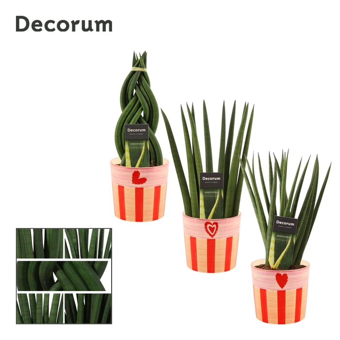 <h4>Sansevieria cylindrica 12 cm Mix in Romée (Sympathetic moods-col</h4>