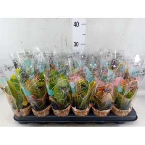 Codiaeum var. KL   ...mix 2