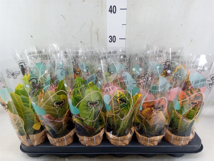<h4>Codiaeum var. KL   ...mix 2</h4>