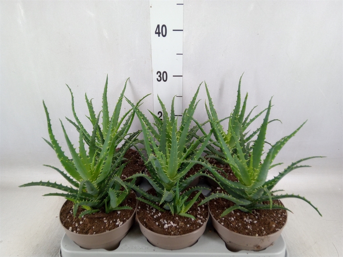 <h4>Aloe arborescens</h4>