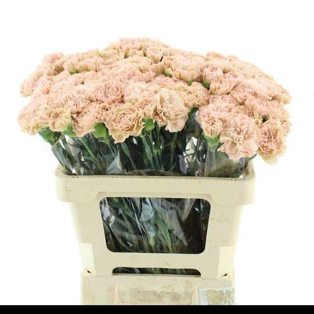 <h4>DI ST LEGE MARRONE</h4>